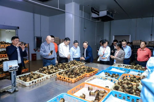 以菌為媒，共繪藍(lán)圖 2025國(guó)際黑牛肝菌技術(shù)創(chuàng)新大會(huì)在西雙版納成功舉辦